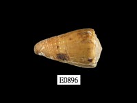 藏品(晚霞芋螺)的圖片